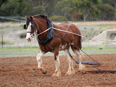 The Danger of the Super-Employee: Stop Crushing the&nbsp;Workhorse